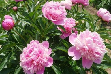 Дачники, 2 ошибки с пионами в апреле: И цветов не будет совсем - а вы так делали?