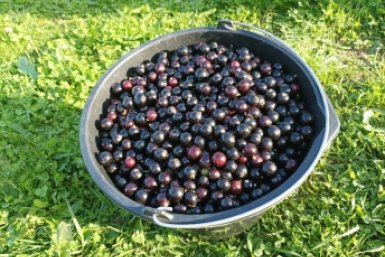 40 минут в апреле — и на все лето забыл про обработку смородины: растет сама по себе — ягод дает выше крыши