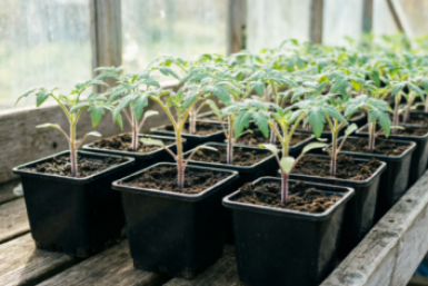 1 щепотка на литр — и под корешок рассады: хилые нитки превращаются в тугие плети, никакая черная ножка не страшна