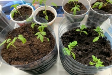 Полил томаты "байдой" — рассаду растарабанило вмиг: плотнеет и здоровеет на глазах — без химозы и лишних трат