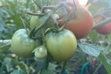 "Бычье сердце" в немилости: 4 новых сорта мясистых томатов - по 10 кг с куста