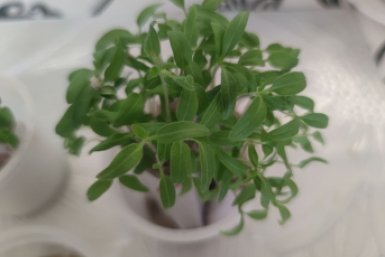 Фитолампа – прошлый век: как фольга спасает рассаду от вытягивания – "разжиреет" за 2 дня