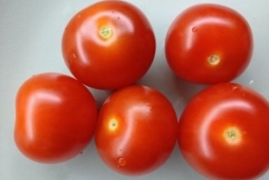 15 капель в воду — и томаты будут здоровыми весь сезон, ни фитофтороза, ни мучнистой росы