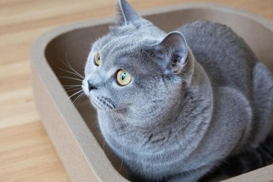 Эти 5 трюков заставят кошку ходить только в лоток в квартире: четкие способы