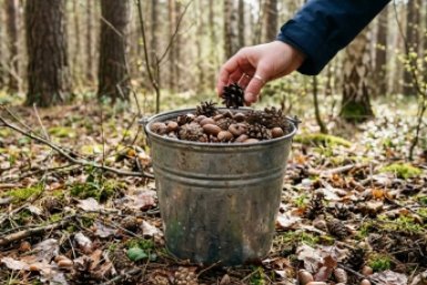 Соседи крутят пальцем у виска, а я тащу ведра из леса: вот почему шишки и желуди — золото для огорода