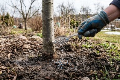 Всего 2 ст. ложки в апреле — и вишня завалит урожаем: завязи стоят стеной — а сливы будут размером с кулак
