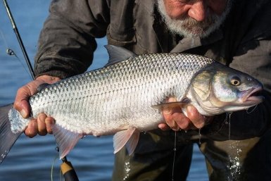 Силикон отдыхает: на что ловить весной, когда хищник игнорирует всё привычное