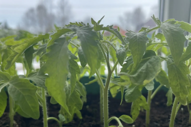 Делаю простую пикировку, которая работает - и собираю урожай как на дрожжах