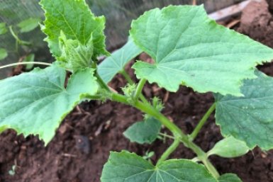 Делаю "теплые грядки" – и томаты выросли в 2 раза быстрее: гениальный прием для ленивых огородников