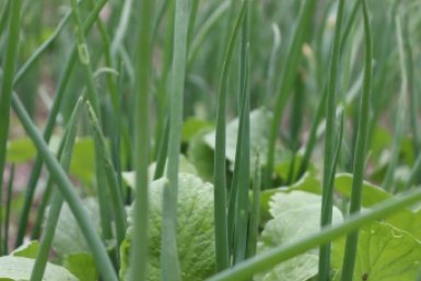 Бегите сажать! Эти 4 культуры выживут даже после апрельского ледяного ада