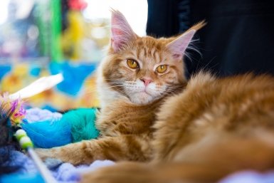 Я аллергик и теперь у меня есть кошка: секрет пород, которые почти не вызывают реакции