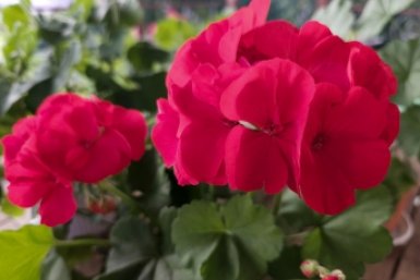 0,5 ложки в воду в апреле — герань ответит непрерывным цветением, не подоконник, а райские кущи