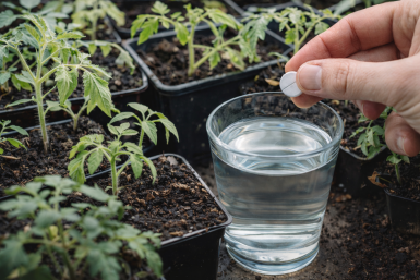 Трачу всего 10 руб. - и томаты крепчают на глазах: 1 таб. на стакан воды для "скорой помощи" рассаде