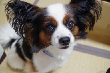 Собака pxhere.com