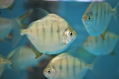 Пираньи-вегетарианцы с человеческими зубами появились в Приморском океанариуме