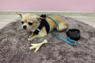 Гладишь собаку, а она рычит: 4 сигнала, которые нельзя игнорировать