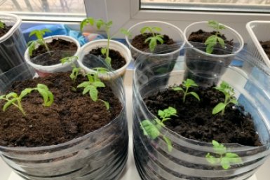 Полил томаты советской подкормкой — рассаду не узнаю: раздобрела на глазах — стебель толщиной с карандаш