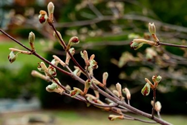 весна почки Илья Табаченко, ИА PrimaMedia.ru