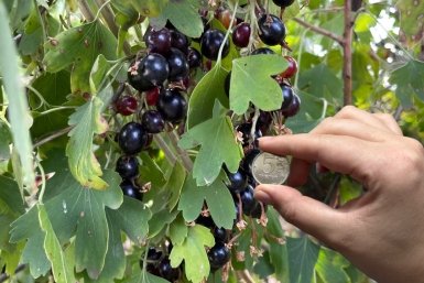 Три муки в апреле - и смородина с 5-рублёвую монету: кусты увешаны ягодами
