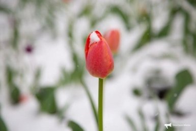 Жителей Ставрополья предупредили о заморозках до -3° с 8 по 10 апреля
