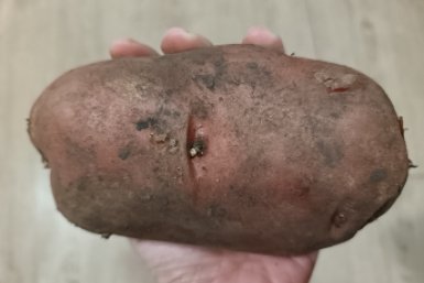 Кидаем в каждую лунку – картошка размером с дыню, проволочник сгинет: урожай без особого труда