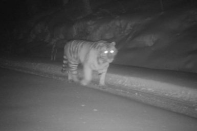 Тематическое фото Центр &quotАмурский тигр&quot