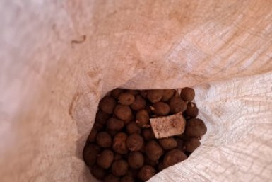 Не зола и не доломитка: перед посадкой сыплю на клубни другой порошок – собираю по 2 ведра картошки с куста