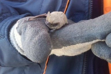 В Ставрополе спасатели выгнали из дома летучую мышь, спрятавшуюся на карнизе