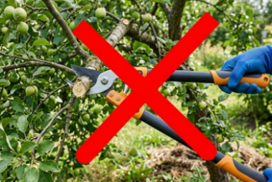 Дачники, никакой обрезки весной – этот способ заставит плодоносить даже старую яблоню