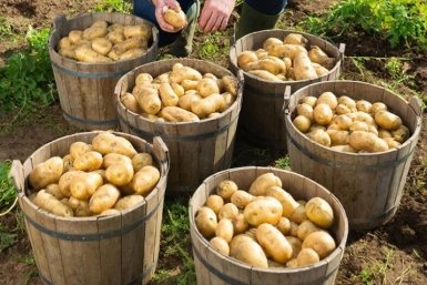 Дачники, это не картофель, а мегазавод: 800 кг с одной сотки - угощаю всех соседей