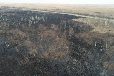 В ЕАО не зарегистрировано ни одного лесного пожара