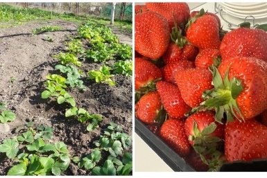 1 литр под куст - на выходе 45 кг клубники: дешевле навоза в 8 раз
