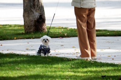 Проблемы ввода обязательной регистрации домашних питомцев назвали на Ставрополье