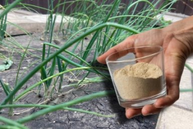 1 стакан на грядку - луковицы с кулак, перья ярко-зеленые: схема полива