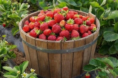 Завтрак для клубники в апреле: всего 1 стакан - и каждые 2 дня ведро ягод