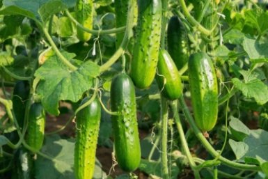 Через 10 дней после высадки в грунт огурцам - нужнее нужного: Сочными зеленцами завалят