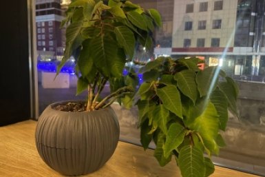 1 зубчик в горшок - на подоконнике райский сад: даже уставший цветок воскреснет