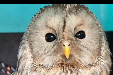 Спасенную полицейскими на трассе сову выпустили на волю в Иркутской области