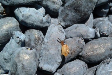 Для жимолости в апреле - строго обязательно, урожай будете собирать ведрами