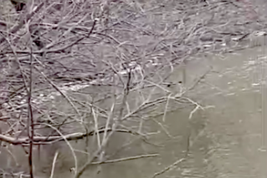 "Все в трупах": жуткие кадры сняли у знаменитой реки в Приморье