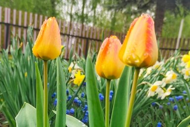 Какую энергетику несут тюльпаны: суеверия и приметы - стоит ли выращивать в саду