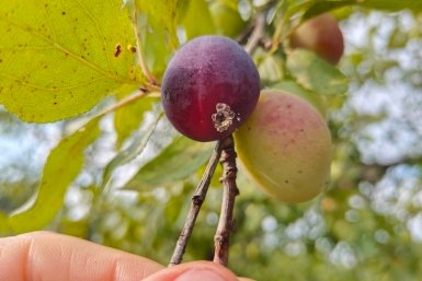 Не сорт, а радость садовода: какая слива не боится сильных морозов и ведрами вяжет плоды на Севере - точно не подведет