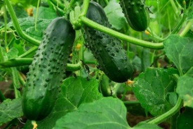 Настаиваю один овощ — и тля сваливает с огурцов: урожай прет без остановки