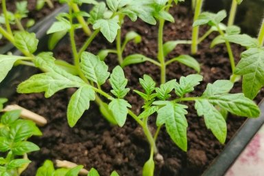 Рассаде от вытягивания - обязательно: 1 ложка - и томаты как с обложки, здоровые, рослые, коренастые