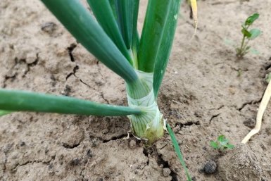 Перед посадкой лука смотрю на березу и бегу к батарее – луковицы размером с кулак, сочные и крупные