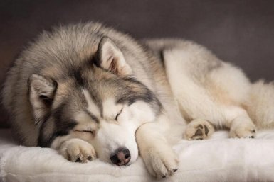 5 пород собак, которые не нужно часто выгуливать: даже утром они не просятся на улицу