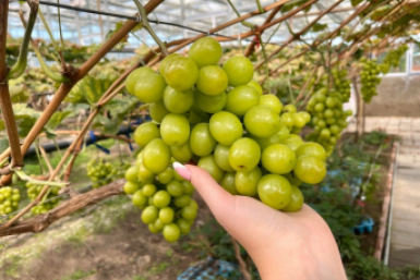 Внес 1 ведро этой смеси под виноград - и гроздья по 800 г без горошения: мощная весенняя подкормка