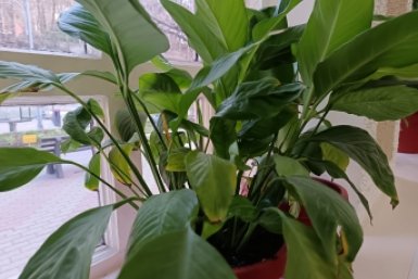 1 ложка на 1 литр — и даже мирно спящий спатифиллум выдаст десятки белых парусов