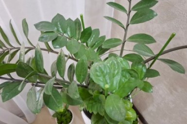 Замиокулькас будет пышнее пальмы: 5 тонкостей в уходе - от света до полива