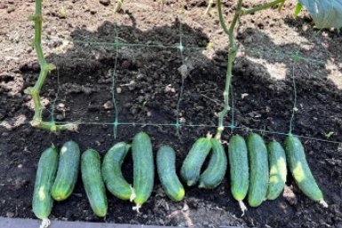 1 ложка в апреле - огурцы цветут на 2 недели раньше: всё село завидует